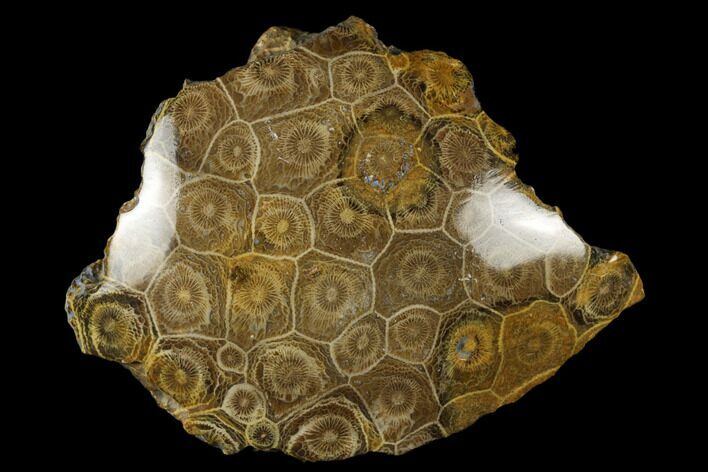 Polished Fossil Coral (Actinocyathus) Head - Morocco #182477